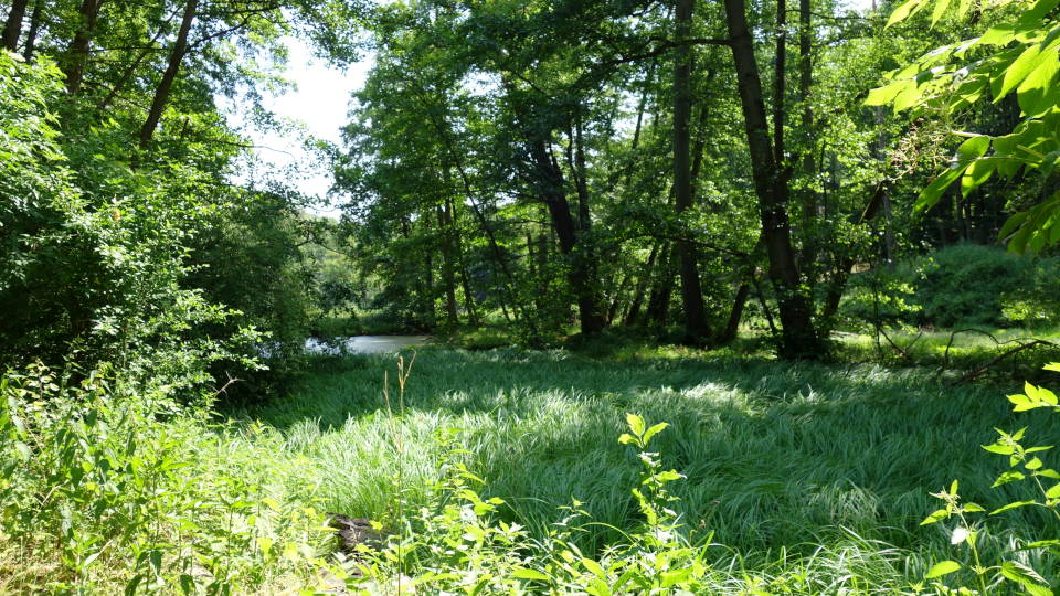 Vegetation am Teufelssee im Waldkomplex (Foto: Verena Kramer)