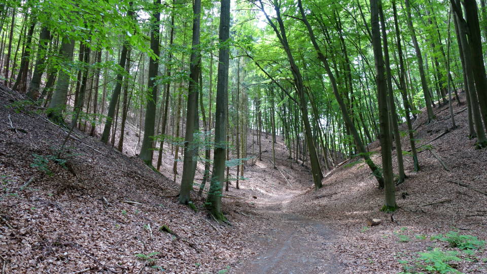 Ahrendskehle im FFH-Gebiet „Sonnenburger Wald und Ahrendskehle“ (Foto: Verena Kramer)