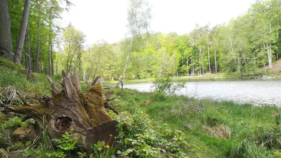 Eine Baumwurzel am Ufer des Teufelssees (Foto: Christine Löffler)