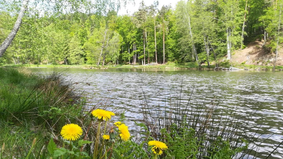 Löwenzahn am Ufer des Teufelssees (Foto: Christine Löffler)